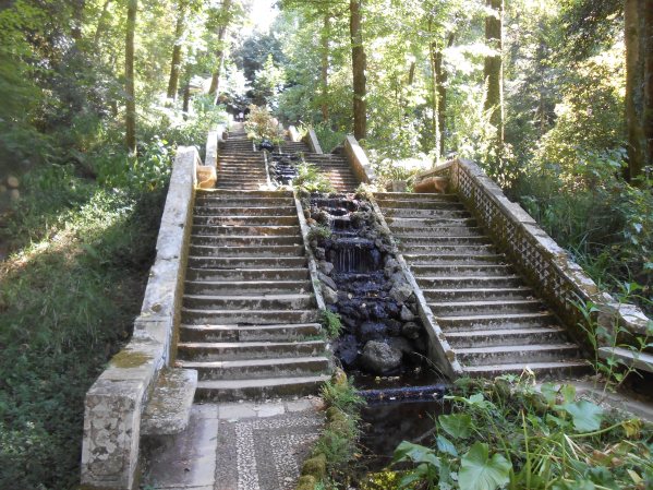 Forêt de Buçaco (51)