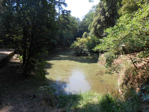 Forêt de Buçaco (54)